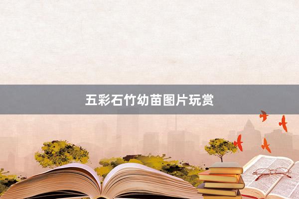 五彩石竹幼苗图片玩赏